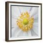 Wild Flower Stamens Covered with Pollen-Hector Conesa-Framed Photographic Print