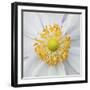 Wild Flower Stamens Covered with Pollen-Hector Conesa-Framed Photographic Print