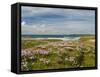 Wild Flowers and Coastline, Isle of Lewis, Outer Hebrides, Sotland, United Kingdom, Europe-John Woodworth-Framed Stretched Canvas