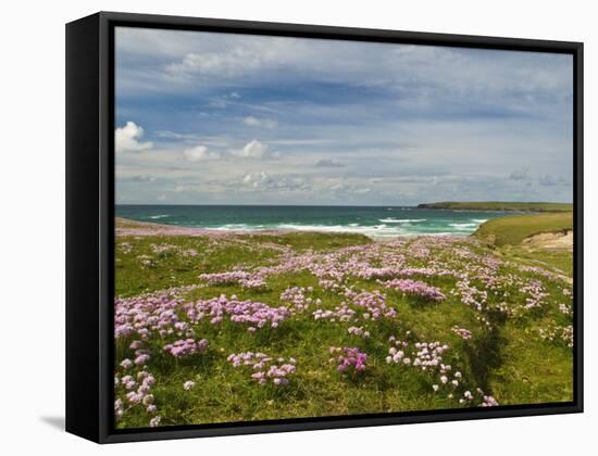 Wild Flowers and Coastline, Isle of Lewis, Outer Hebrides, Sotland, United Kingdom, Europe-John Woodworth-Framed Stretched Canvas