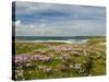 Wild Flowers and Coastline, Isle of Lewis, Outer Hebrides, Sotland, United Kingdom, Europe-John Woodworth-Stretched Canvas