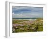 Wild Flowers and Coastline, Isle of Lewis, Outer Hebrides, Sotland, United Kingdom, Europe-John Woodworth-Framed Photographic Print