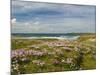 Wild Flowers and Coastline, Isle of Lewis, Outer Hebrides, Sotland, United Kingdom, Europe-John Woodworth-Mounted Photographic Print