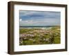 Wild Flowers and Coastline, Isle of Lewis, Outer Hebrides, Sotland, United Kingdom, Europe-John Woodworth-Framed Photographic Print