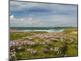 Wild Flowers and Coastline, Isle of Lewis, Outer Hebrides, Sotland, United Kingdom, Europe-John Woodworth-Mounted Photographic Print