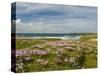 Wild Flowers and Coastline, Isle of Lewis, Outer Hebrides, Sotland, United Kingdom, Europe-John Woodworth-Stretched Canvas