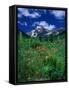 Wild Flowers and Mountain Maroon Bell, CO-David Carriere-Framed Stretched Canvas