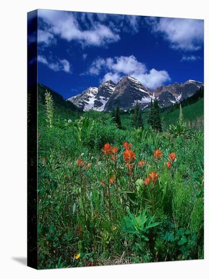 Wild Flowers and Mountain Maroon Bell, CO-David Carriere-Stretched Canvas