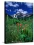 Wild Flowers and Mountain Maroon Bell, CO-David Carriere-Stretched Canvas