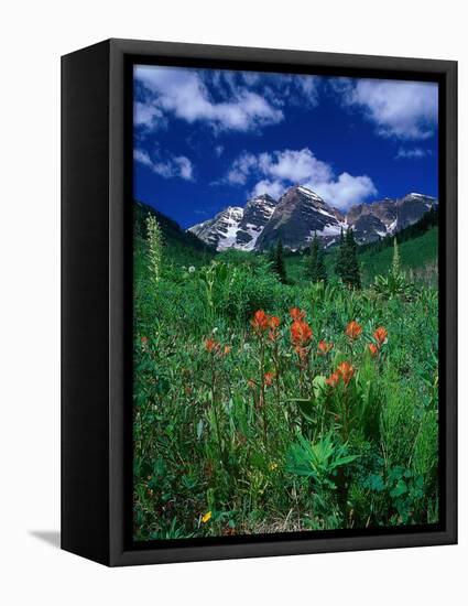 Wild Flowers and Mountain Maroon Bell, CO-David Carriere-Framed Stretched Canvas