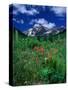 Wild Flowers and Mountain Maroon Bell, CO-David Carriere-Stretched Canvas
