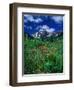 Wild Flowers and Mountain Maroon Bell, CO-David Carriere-Framed Photographic Print