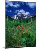 Wild Flowers and Mountain Maroon Bell, CO-David Carriere-Mounted Photographic Print