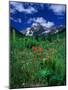 Wild Flowers and Mountain Maroon Bell, CO-David Carriere-Mounted Photographic Print