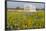 Wild Flowers by Highway and the Llano River, Texas, USA-Larry Ditto-Framed Photographic Print