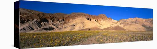 Wild Flowers Grown in the Valley, Death Valley National Park, Nevada, California, USA-null-Stretched Canvas