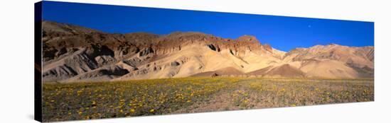 Wild Flowers Grown in the Valley, Death Valley National Park, Nevada, California, USA-null-Stretched Canvas