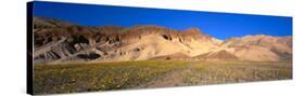 Wild Flowers Grown in the Valley, Death Valley National Park, Nevada, California, USA-null-Stretched Canvas