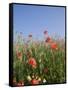 Wild Flowers, Highland of Castelluccio Di Norcia, Norcia, Umbria, Italy, Europe-Angelo Cavalli-Framed Stretched Canvas