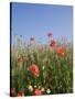 Wild Flowers, Highland of Castelluccio Di Norcia, Norcia, Umbria, Italy, Europe-Angelo Cavalli-Stretched Canvas