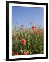 Wild Flowers, Highland of Castelluccio Di Norcia, Norcia, Umbria, Italy, Europe-Angelo Cavalli-Framed Photographic Print