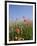 Wild Flowers, Highland of Castelluccio Di Norcia, Norcia, Umbria, Italy, Europe-Angelo Cavalli-Framed Photographic Print