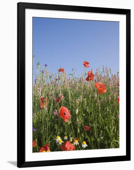 Wild Flowers, Highland of Castelluccio Di Norcia, Norcia, Umbria, Italy, Europe-Angelo Cavalli-Framed Photographic Print