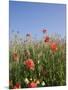 Wild Flowers, Highland of Castelluccio Di Norcia, Norcia, Umbria, Italy, Europe-Angelo Cavalli-Mounted Photographic Print