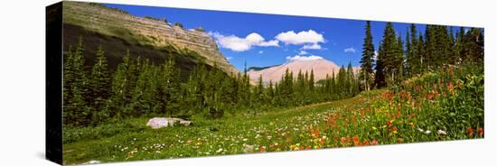 Wild Flowers, Iceberg Lake, Us Glacier National Park, Montana, USA-null-Stretched Canvas