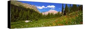 Wild Flowers, Iceberg Lake, Us Glacier National Park, Montana, USA-null-Stretched Canvas