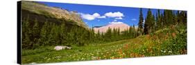 Wild Flowers, Iceberg Lake, Us Glacier National Park, Montana, USA-null-Stretched Canvas