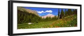 Wild Flowers, Iceberg Lake, Us Glacier National Park, Montana, USA-null-Framed Photographic Print