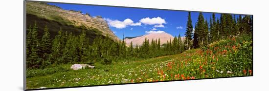 Wild Flowers, Iceberg Lake, Us Glacier National Park, Montana, USA-null-Mounted Photographic Print