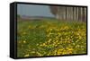 Wild Flowers in a Field in Spring-Jan Marijs-Framed Stretched Canvas