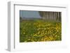 Wild Flowers in a Field in Spring-Jan Marijs-Framed Photographic Print