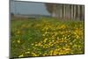 Wild Flowers in a Field in Spring-Jan Marijs-Mounted Photographic Print