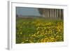 Wild Flowers in a Field in Spring-Jan Marijs-Framed Photographic Print