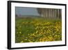 Wild Flowers in a Field in Spring-Jan Marijs-Framed Photographic Print