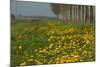 Wild Flowers in a Field in Spring-Jan Marijs-Mounted Photographic Print