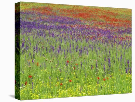 Wild Flowers in a Spring Meadow Near Valdepenas, Castile La Mancha, Spain-Michael Busselle-Stretched Canvas