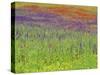 Wild Flowers in a Spring Meadow Near Valdepenas, Castile La Mancha, Spain-Michael Busselle-Stretched Canvas