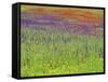 Wild Flowers in a Spring Meadow Near Valdepenas, Castile La Mancha, Spain-Michael Busselle-Framed Stretched Canvas