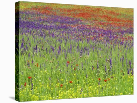 Wild Flowers in a Spring Meadow Near Valdepenas, Castile La Mancha, Spain-Michael Busselle-Stretched Canvas