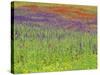 Wild Flowers in a Spring Meadow Near Valdepenas, Castile La Mancha, Spain-Michael Busselle-Stretched Canvas