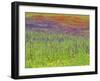 Wild Flowers in a Spring Meadow Near Valdepenas, Castile La Mancha, Spain-Michael Busselle-Framed Photographic Print