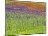 Wild Flowers in a Spring Meadow Near Valdepenas, Castile La Mancha, Spain-Michael Busselle-Mounted Photographic Print