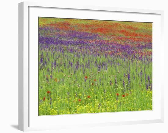 Wild Flowers in a Spring Meadow Near Valdepenas, Castile La Mancha, Spain-Michael Busselle-Framed Photographic Print