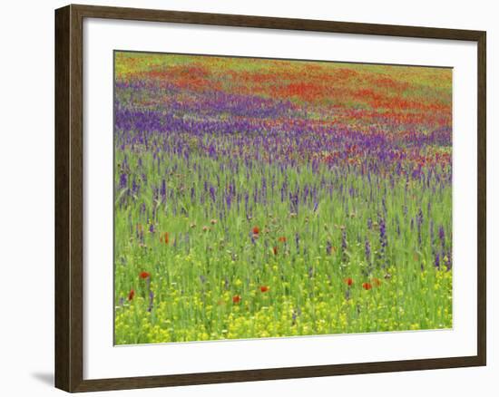 Wild Flowers in a Spring Meadow Near Valdepenas, Castile La Mancha, Spain-Michael Busselle-Framed Photographic Print