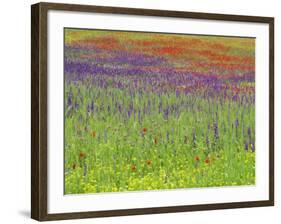 Wild Flowers in a Spring Meadow Near Valdepenas, Castile La Mancha, Spain-Michael Busselle-Framed Photographic Print