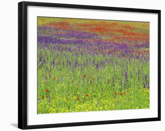 Wild Flowers in a Spring Meadow Near Valdepenas, Castile La Mancha, Spain-Michael Busselle-Framed Photographic Print